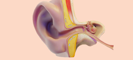anatomie oor